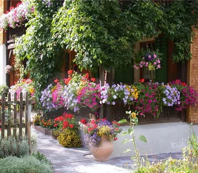 Balkonblumen 