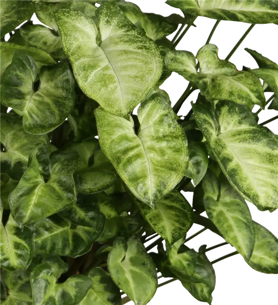 Caladium XL, Kaladie - Bellaflora