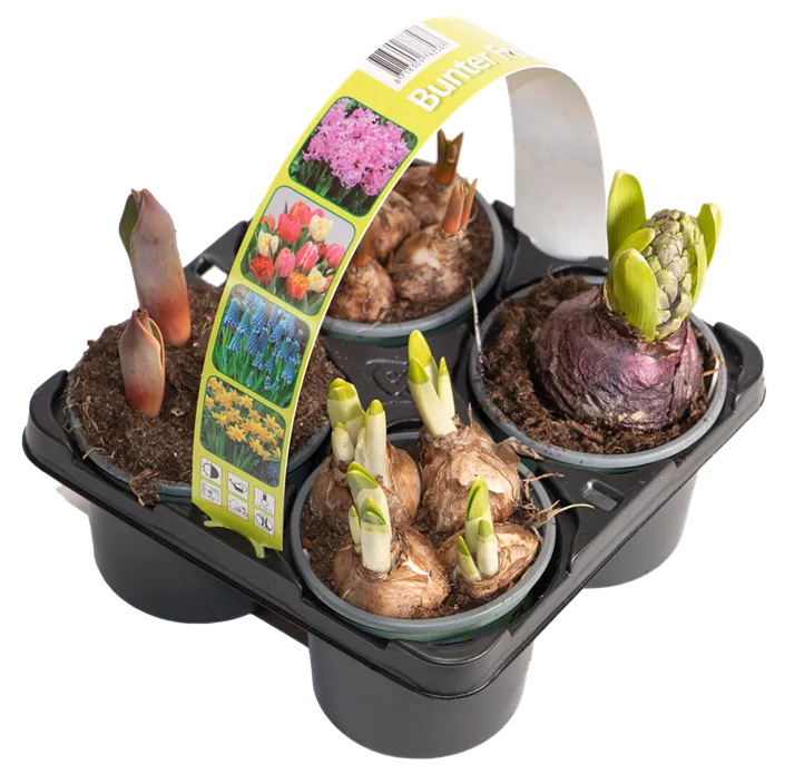 Bunter Frühling (4er Pack)