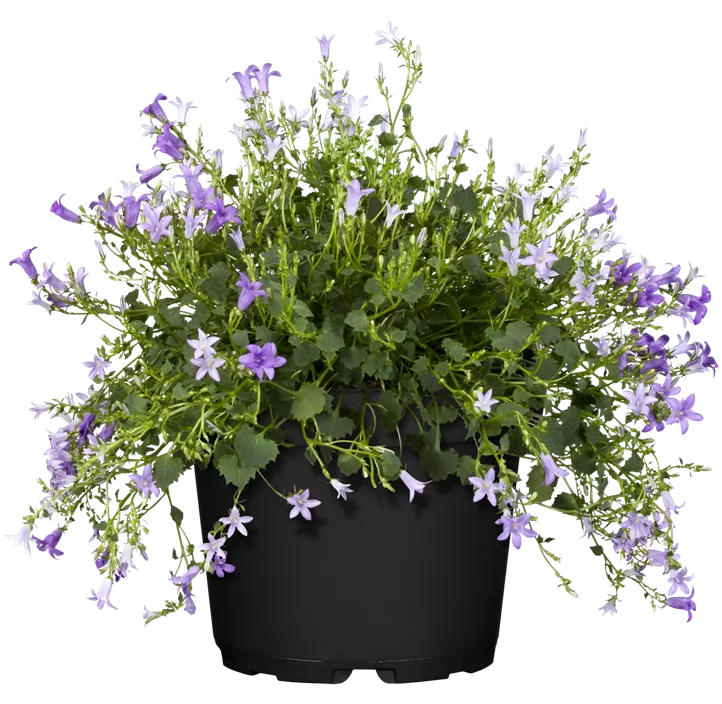 Dalmatiner Polster-Glockenblume 'Ambella Intens'