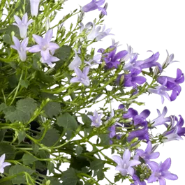 Campanula Addenda Ambella Intens