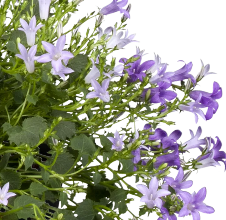 Dalmatiner Polster-Glockenblume 'Ambella Intens'