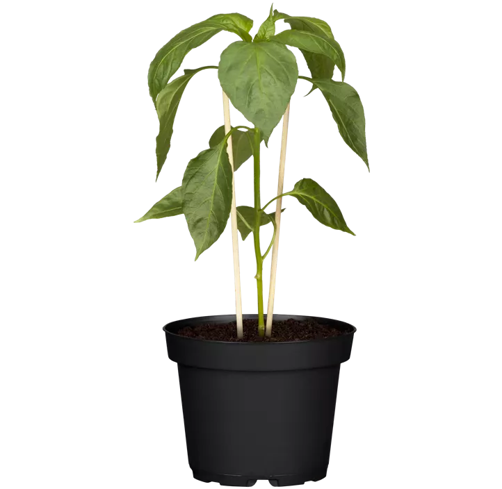 Paprika 'Austrocapi'