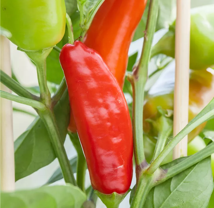 Paprika 'Austrocapi'