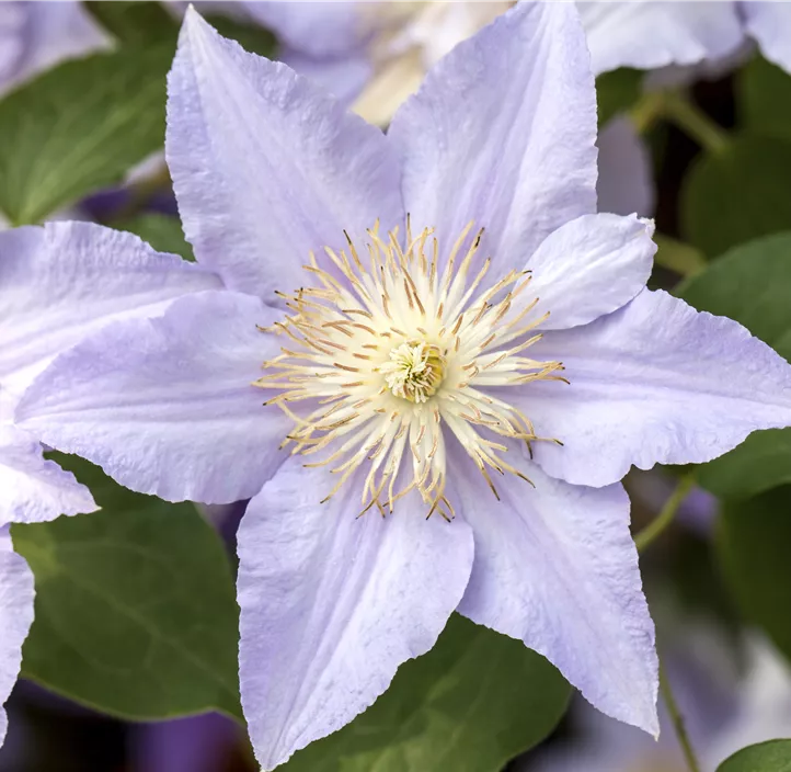 Waldrebe 'Boulevard® Bernadine'(s)