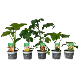 Gemüse gemischt Unsere Besten