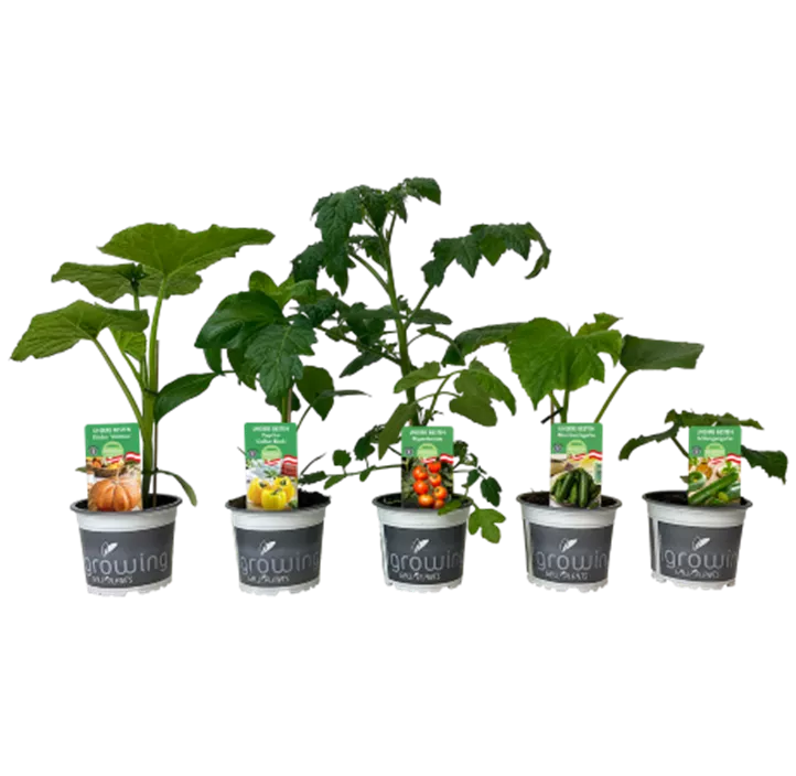 Gemüse gemischt Unsere Besten