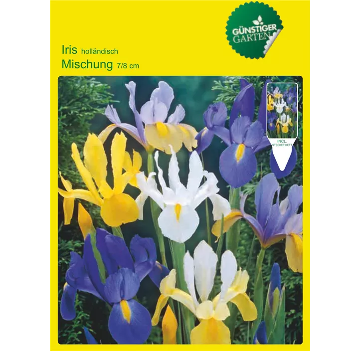 Iris Hollandica mix