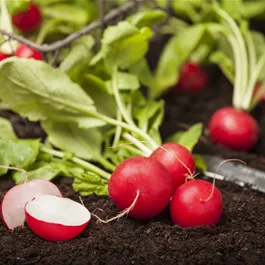 Raphanus sativus, bunt