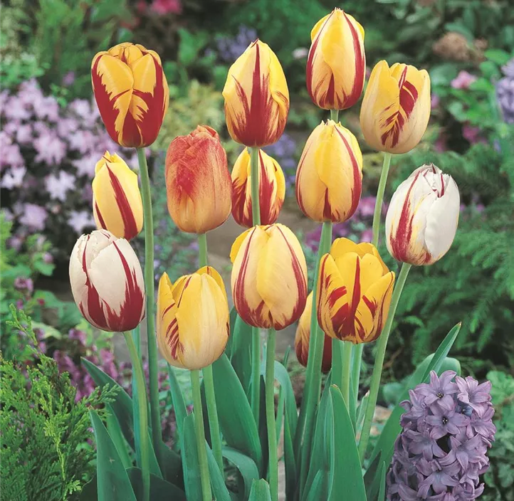 Tulipa Rembrandt Mischung