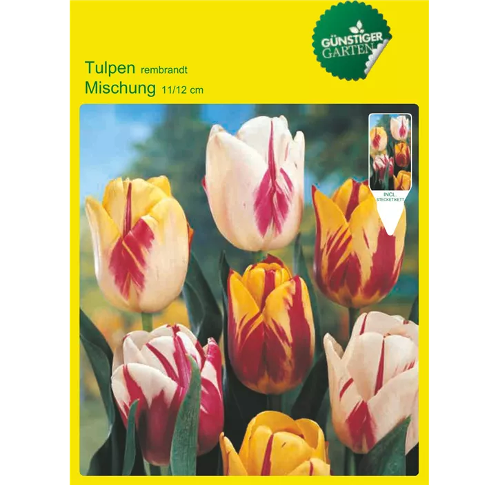 Tulipa Rembrandt Mischung