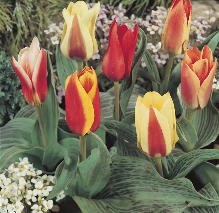 Tulipa Greigii Mischung