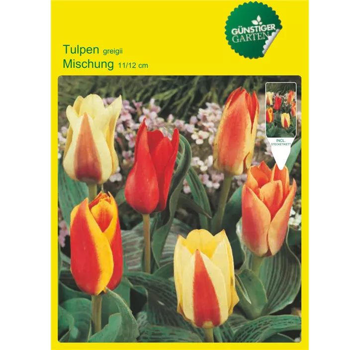 Tulipa Greigii Mischung