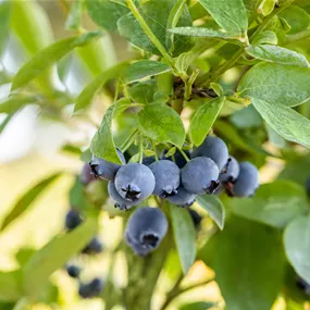 Vaccinium corymbosum BIO Heidelbeere