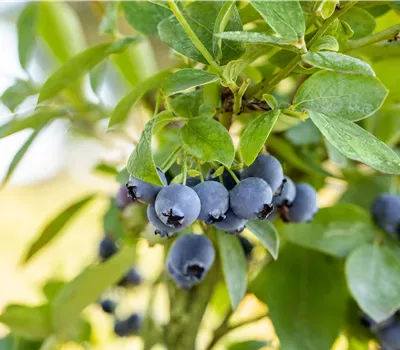 Vaccinium corymbosum BIO Heidelbeere