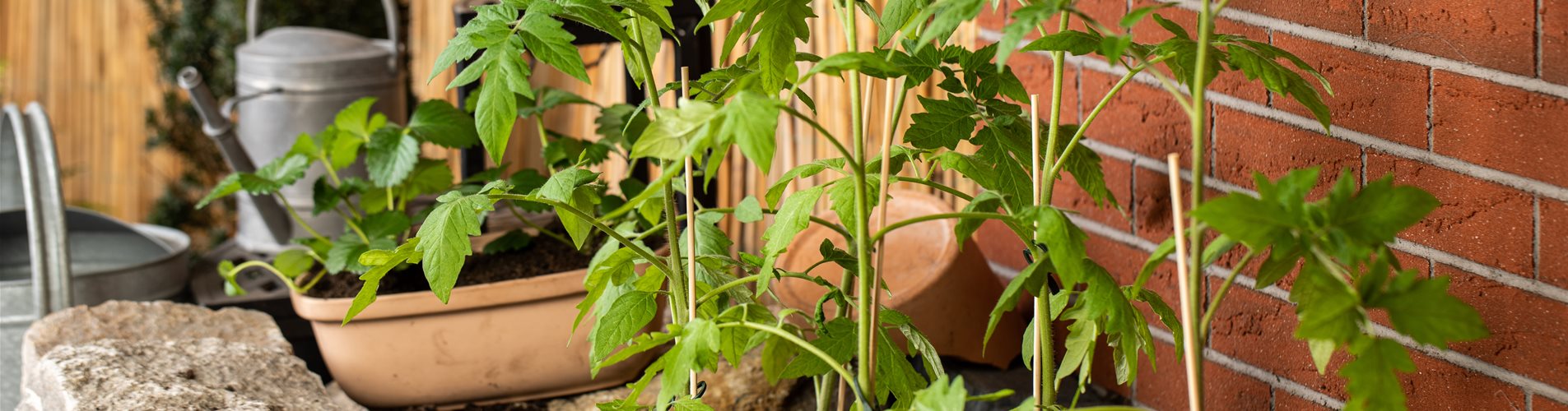 Tomatenjungpflanzen im Beet