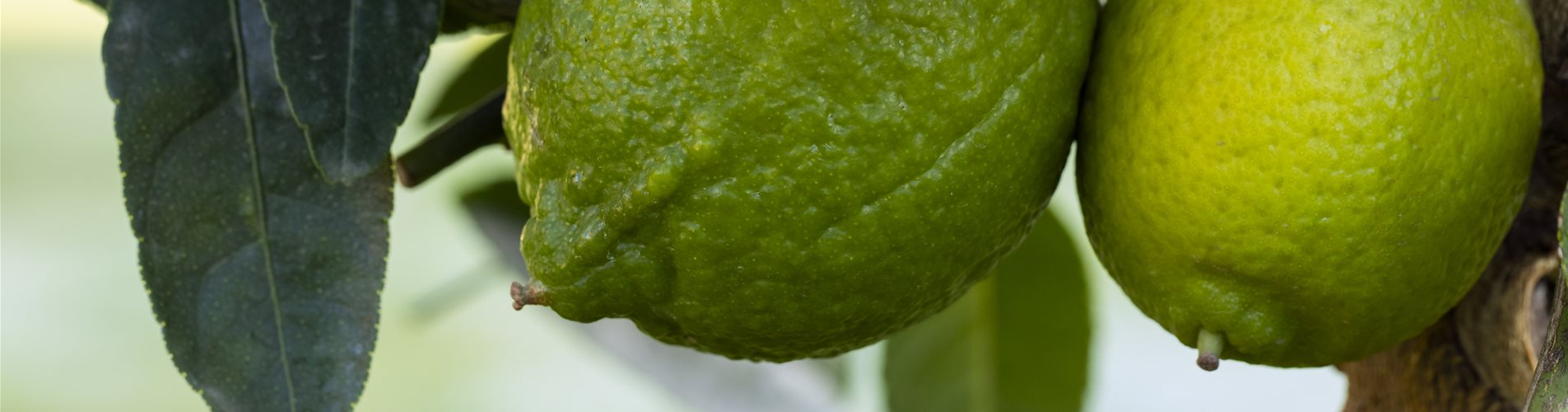 Citrus x aurantifolia