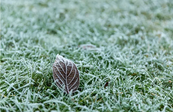 Winter im Garten - Blatt auf Rasen