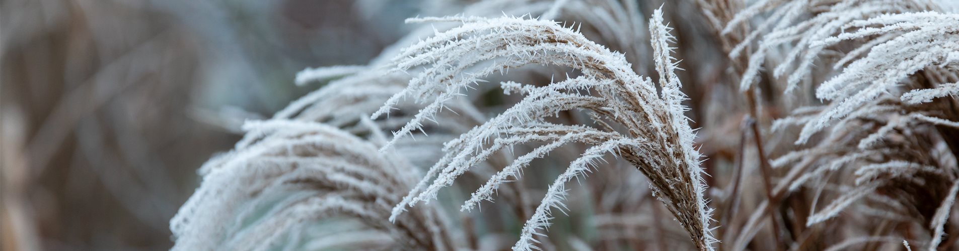 Winter im Garten - Gräser