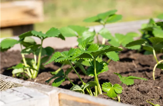 Erdbeerpflanzen im Hochbeet