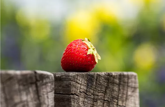 Erdbeere