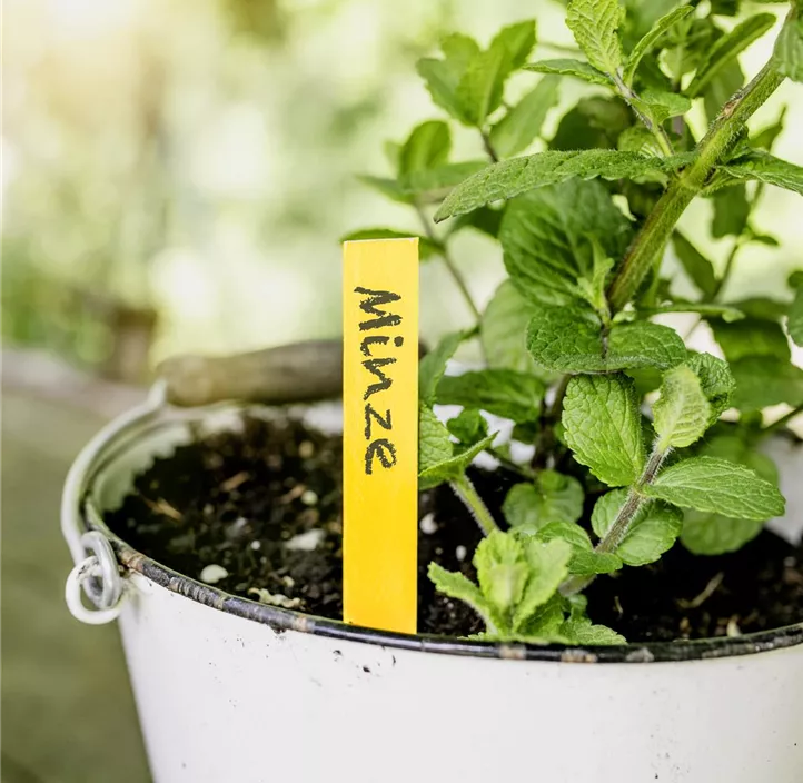 Holz-Stecketiketten 25 Stk.