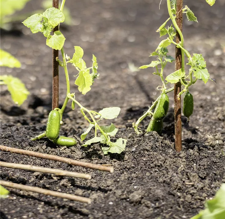 Weide-Pflanzstäbe Greenline