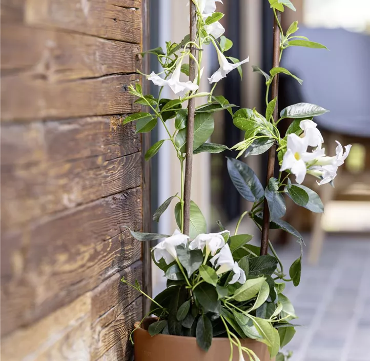 Weide-Pflanzstäbe Greenline