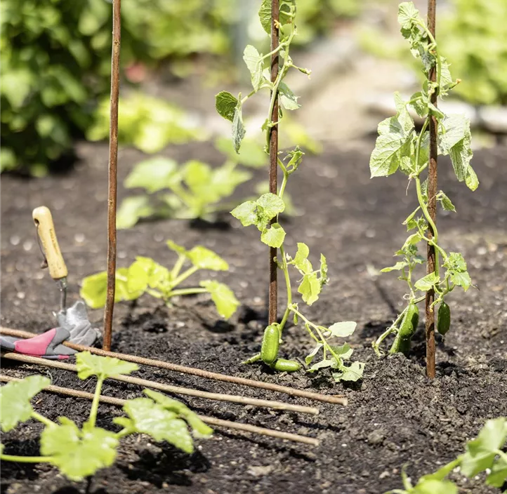 Weide-Pflanzstäbe Greenline