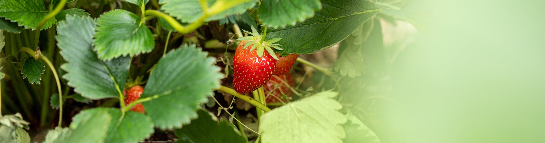 Erdbeere am Strauch