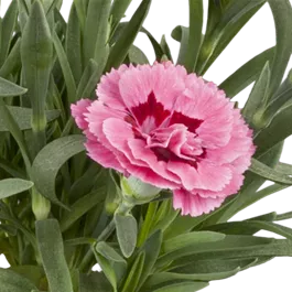 Dianthus caryophyllus 'Teneriffa'