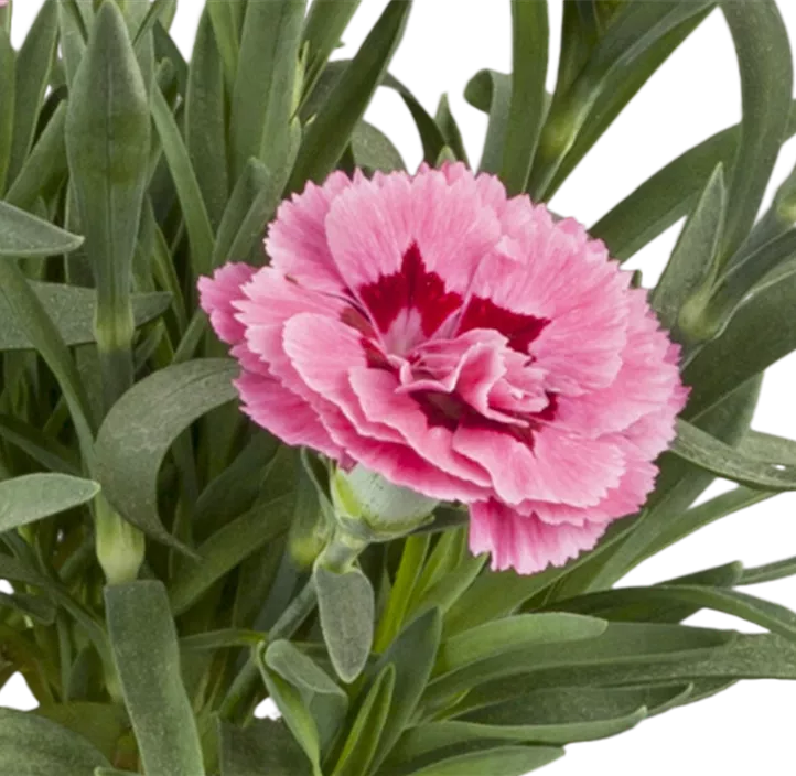 Gartennelke 'Teneriffa'