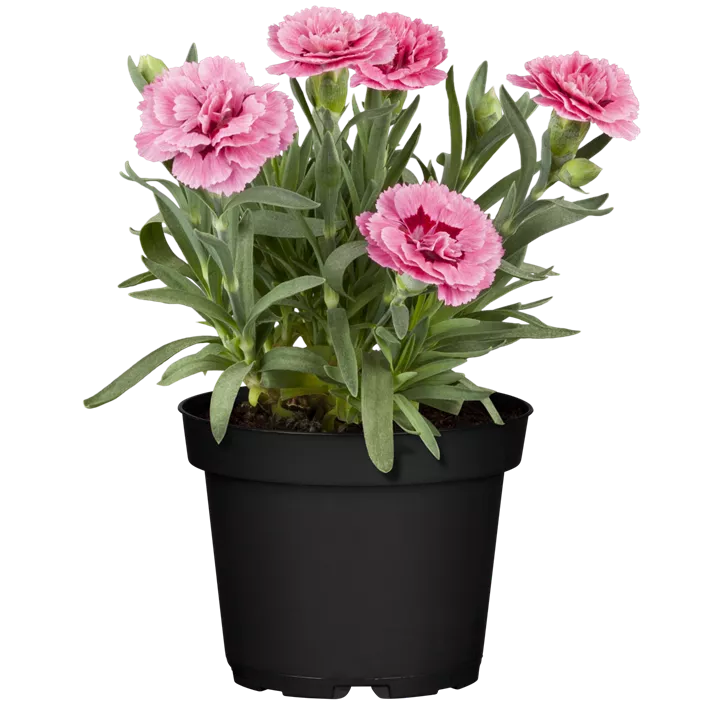 Gartennelke 'Teneriffa'