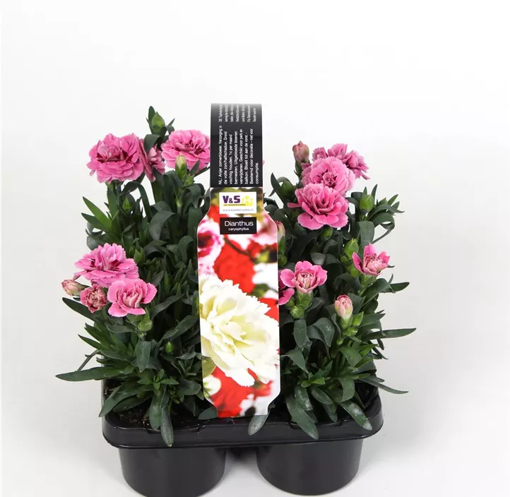 Gartennelke 'Teneriffa'