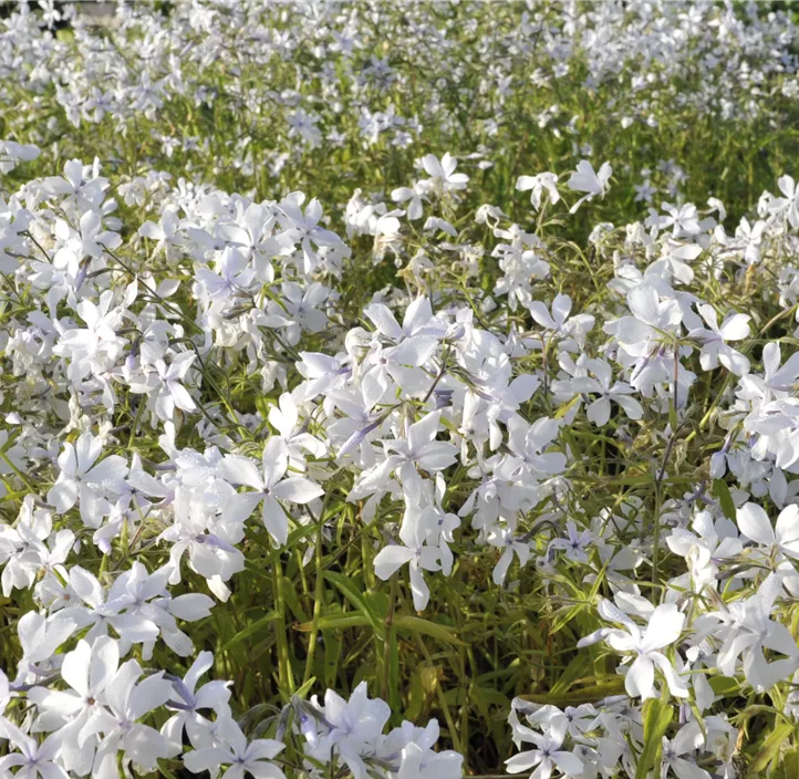 Wald-Phlox 'White Perfume'