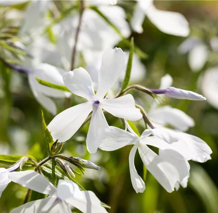 Wald-Phlox 'White Perfume'