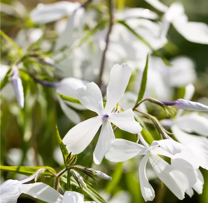 Wald-Phlox 'White Perfume'