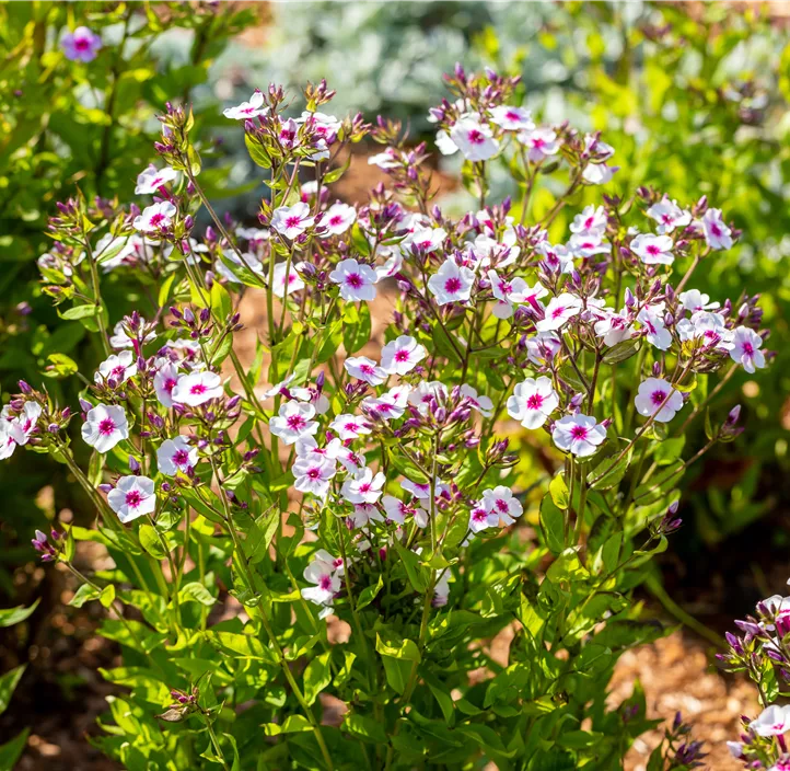 Hohe Garten-Flammenblume 'Early® Blush Pop'