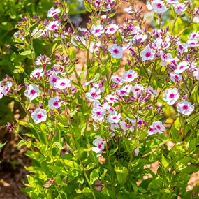 Phlox paniculata Early Blush Pop