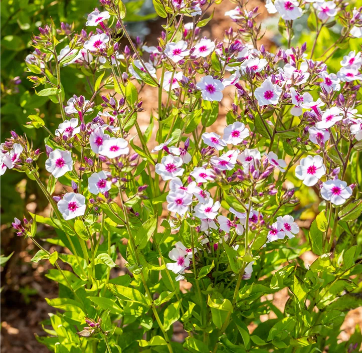 Hohe Garten-Flammenblume 'Early® Blush Pop'