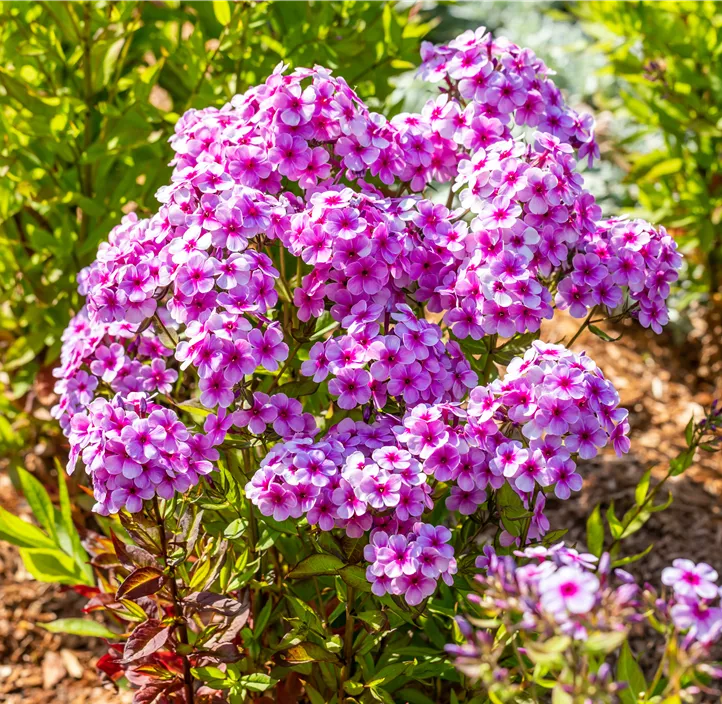 Hohe Garten-Flammenblume 'Early® Lavender Pop'