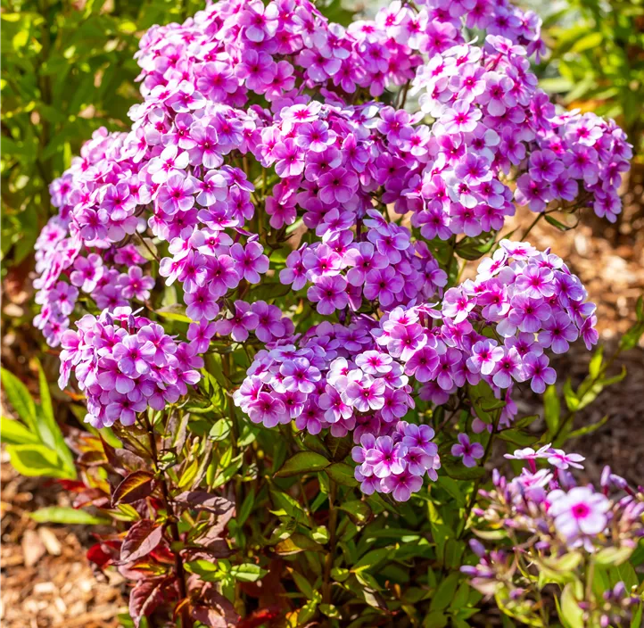 Hohe Garten-Flammenblume 'Early® Lavender Pop'