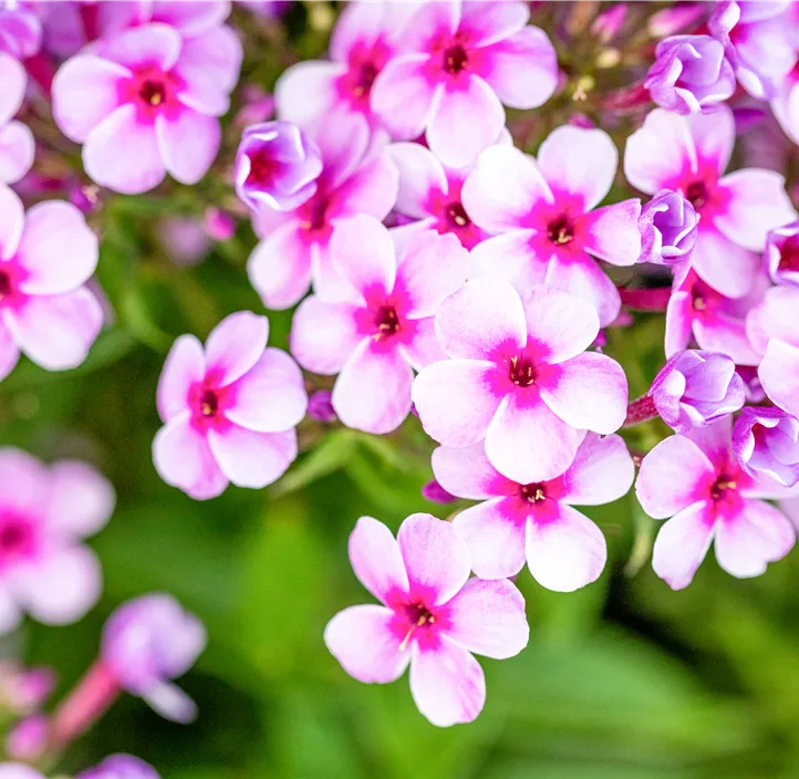 Hohe Garten-Flammenblume 'Early® Lavender Pop'