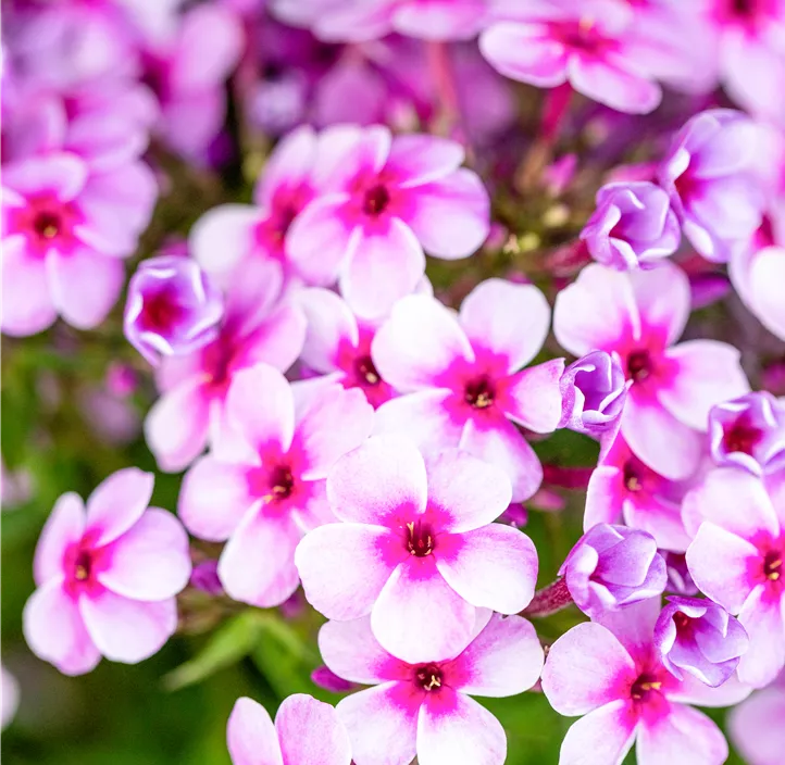 Hohe Garten-Flammenblume 'Early® Lavender Pop'