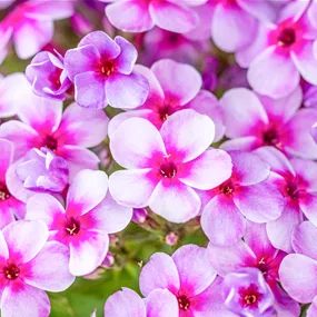 Phlox paniculata Early Lavender Pop