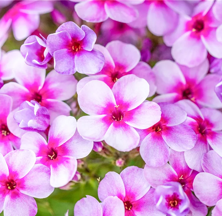 Hohe Garten-Flammenblume 'Early® Lavender Pop'