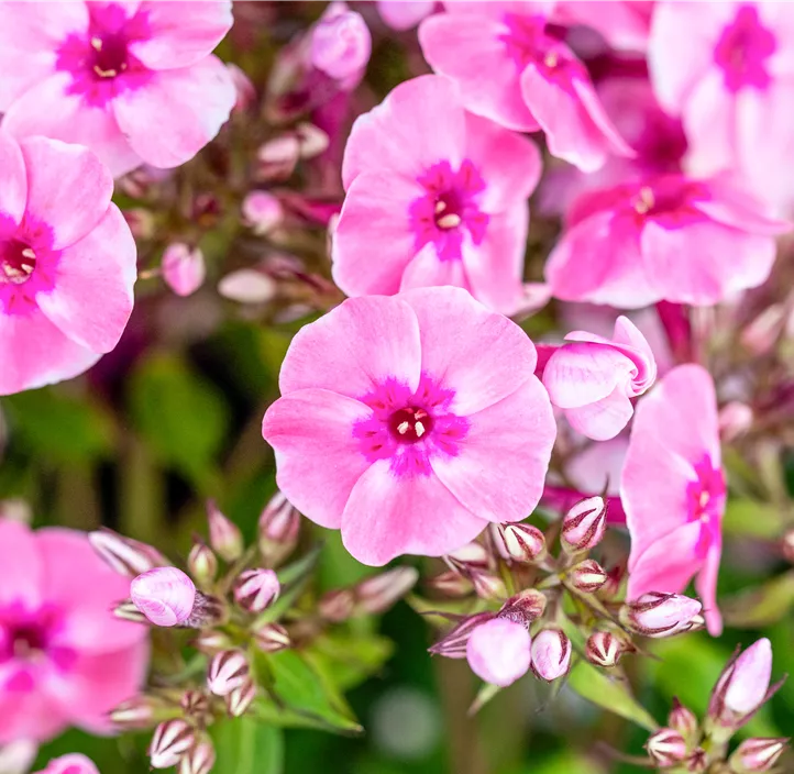 Hohe Garten-Flammenblume 'Early® Pink'