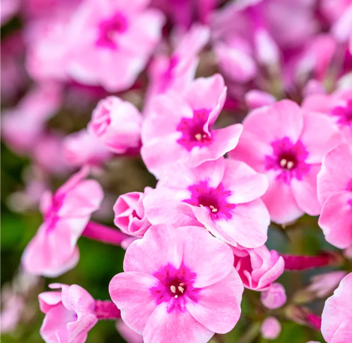 Hohe Garten-Flammenblume 'Early® Pink'