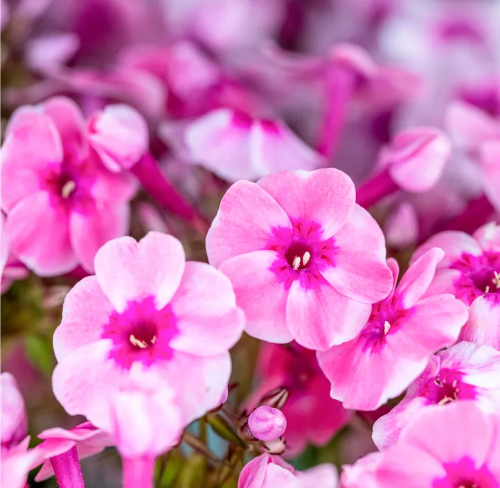 Hohe Garten-Flammenblume 'Early® Pink'