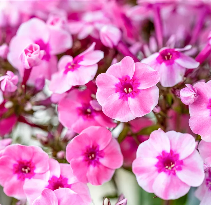 Hohe Garten-Flammenblume 'Early® Pink'